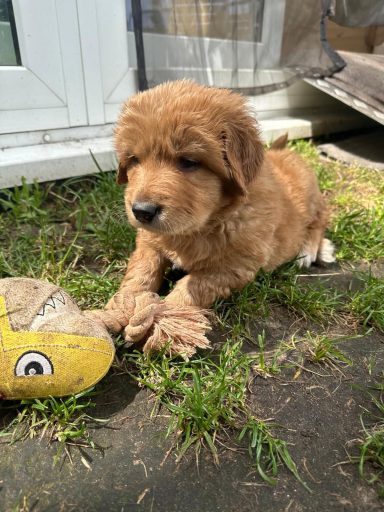 Baldur Hugo