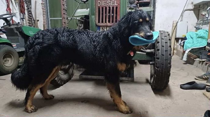 Frisbee und Traktorliebhaber