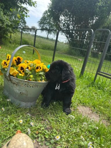 Bo Honey